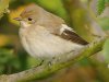 Pied Flycatcher at Gunners Park (Steve Arlow) (80614 bytes)